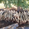 Foto: PMMS - Foto 4