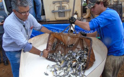 CTG BRASIL SOLTA 110 MIL PEIXES NO RIO PARANÁ