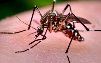 Saúde confirma quarta morte por dengue este ano em MS
