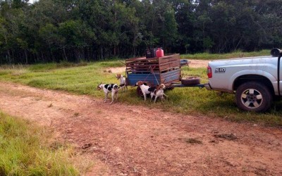 Caçadores com cães e lanças são presos pela PMA