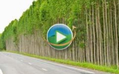 CNA debate cultivo de eucalipto em feira de Três Lagoas