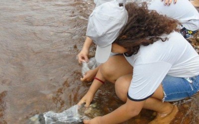 Dia Mundial do Meio Ambiente: Empresa solta 1 milhão de peixes no Rio Paraná