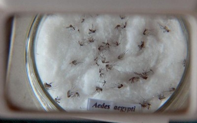 Vacina contra Chikungunya já passa por testes em humanos