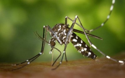 MS tem 18 mortes por dengue e epidemia atinge 70 cidades