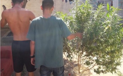 Pé de maconha é apreendido pela SIG no centro de Três Lagoas