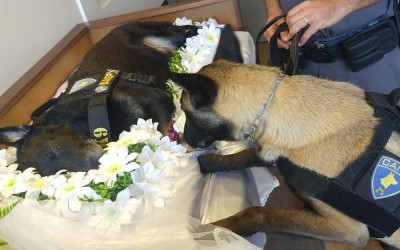 Policiais prestam homenagem a cão farejador que morreu
