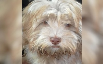 Família busca por Juninho, pet desaparecido desde quarta-feira