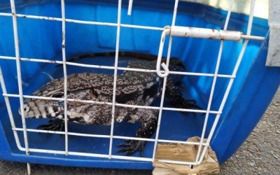 Lagarto teiú é capturado em Castilho no meio da rua