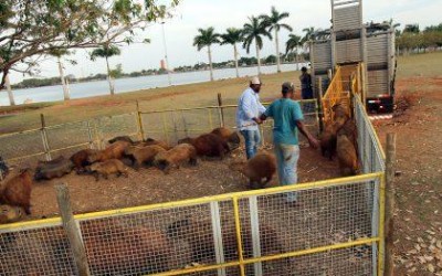 Meio Ambiente inicia manejo das capivaras da Lagoa Maior