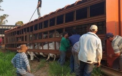 Em Paraíso das Águas, caminhão boiadeiro tomba e gado fica preso em carroceria na MS-316