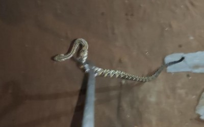 Cascavel é capturada pelos bombeiros em residência no bairro Jardim das Hortências 