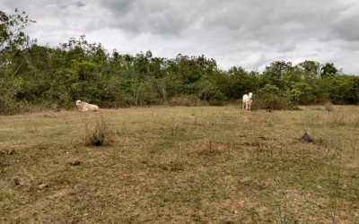 PMA de Três Lagoas autua pecuaristas em R$ 30 mil por manutenção de gado em área protegida por lei