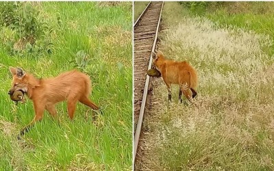 Lobo Guará é flagrado se alimentando de Jaca na região do Arapuá 