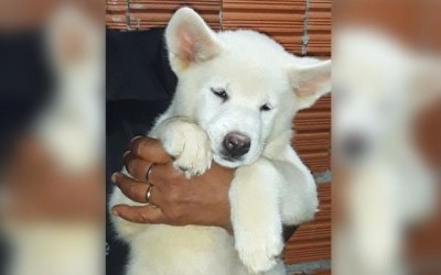 Cachorra furtada de canil em Três Lagoas está sendo procurada pelos proprietários