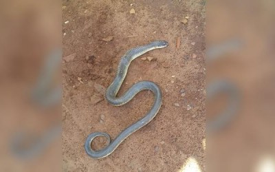 Cobras e mato alto causam problemas para moradores do Jd. Carandá