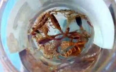 Infestação: Morador encontra pelo menos 50 escorpiões em casa