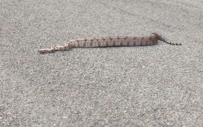 Coragem: Três-lagoense retira cobra de rodovia e evita atropelamento 