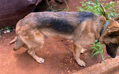 Cachorro era mantido amarrado dentro de sucata de veículo