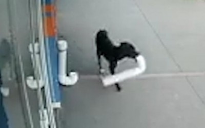Câmera de segurança flagra cachorro ladrão furtando pet shop