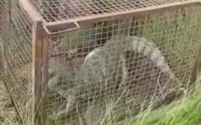 Jacaré é capturado em garagem de posto da PRF na BR-267