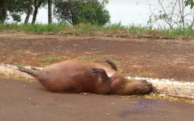 Prefeitura de Araçatuba é condenada a pagar R$ 7,8 mil de indenização a homem que atropelou capivara