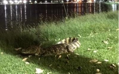 Mesmo com a breve retirada de animais da Lagoa Maior, mais um jacaré é flagrado por internauta