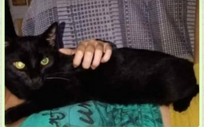 Gato desaparece próximo da rodoviária e família recompensa quem encontrar