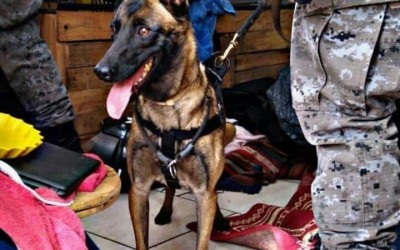 Com ajuda do canil, PM apreende drogas e prende interno do semiaberto que estava em liberdade devido a Covid-19