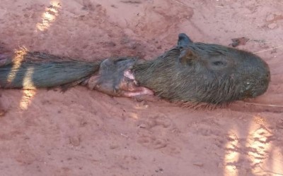Carcaça de capivara é encontrada em avenida de Três Lagoas 