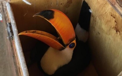 Tucano encontrado ferido é levado para a PMA de Três Lagoas 