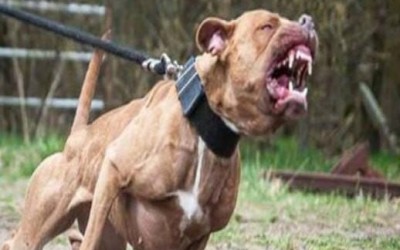 CCZ busca por cão que atacou criança na manhã desta quinta no Parque São Carlos