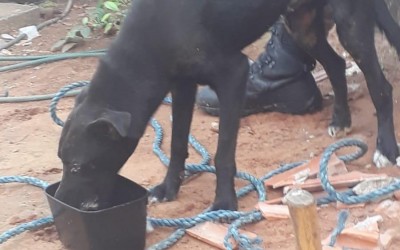Cão travesso fica preso em muro e é resgatado pelo 5º GBM