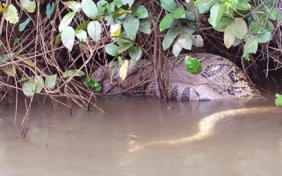Sucuri de 5 metros flagrada no Rio Sucuriú é encontrada morta