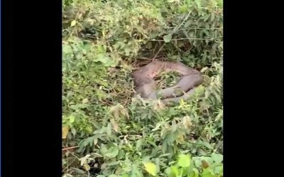 Cobra Sucuri é flagrada descansando à margem do Rio Paraná