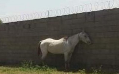 Internauta denuncia maus tratos contra cavalo que está amarrado debaixo do sol de mais de 42 graus 