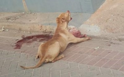 Vídeo de Pitbull que matou e arrastou cachorro pelas ruas do bairro Jd. Dourados viraliza na internet
