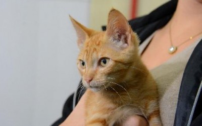 Animais de Campo Grande serão testados para Coronavírus