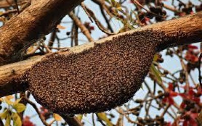 Irmãos que cortavam Angico para tirar mel de colmeia são detidos após denúncia de policial 