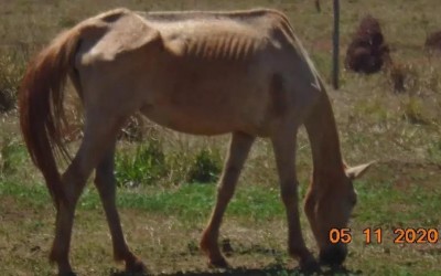 Em Paranaíba, homem abandona cavalos sem comida e três morrem de fome 