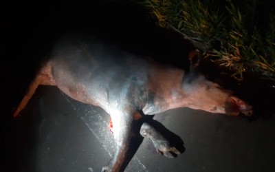 Duas pessoas morreram em grave acidente envolvendo dois veículos e uma Anta 
