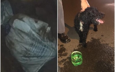 Cão amarrado em sacola é resgatado de bueiro na cidade de Guararapes-SP