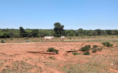 Polícia Militar flagra maus tratos a animais em fazenda na região de Três Lagoas