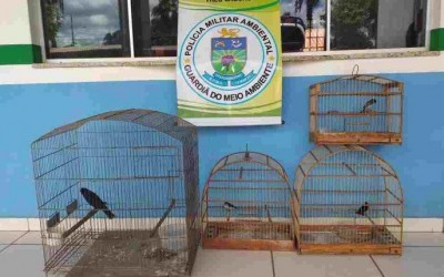 Morador do Vila Haro é multado em R$ 2 mil após ser flagrado com pássaros em cativeiro 