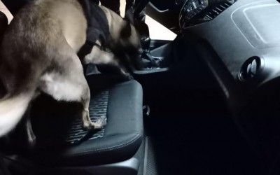Canil da PM presta apoio aos agentes da Polícia Rodoviária Federal 