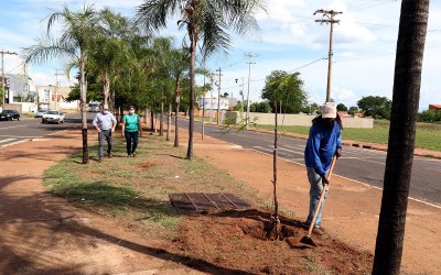 Meio Ambiente inicia plantio e substituição de árvores nas avenidas Capitão Olinto Mancini e Rosário Congro