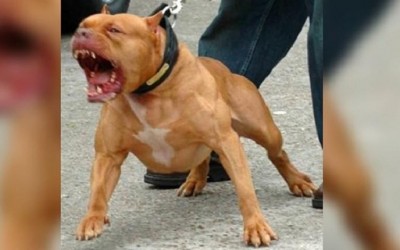 Mulher denuncia dona de supermercado após ataque de pit bull