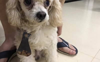 Poodle é encontrado perdido neste domingo no bairro Santa Rita