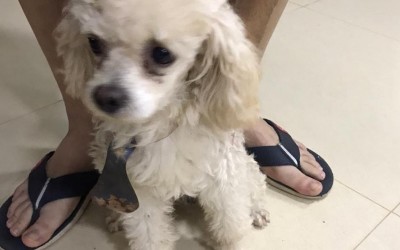 Após divulgação nos sites TL Notícias e Rádio Caçula, poodle desaparecido reencontra seu dono  