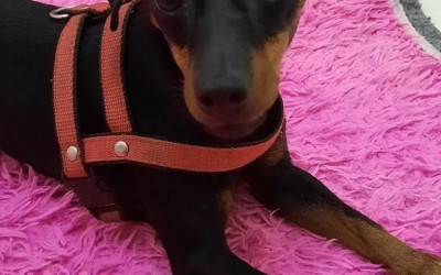 Cachorro de porte pequeno é encontrado perto do Hospital Auxiliadora 