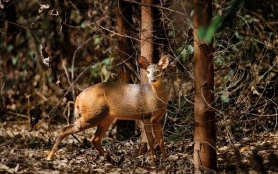 Com manejo sustentável, Suzano supera a marca de 1,3 mil espécies catalogadas